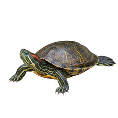 Obraz premium Red-Eared Slider Turtle with Distinctive Markings