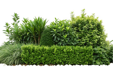 Lush green garden foliage with varied textures and shapes plants hedge