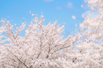 beautiful Spring day, Cherry blossom against blue sky in park, Somei Yoshino Sakura blooming in sunshine day. Japan Travel background, template and wallpaper for spring season and Hanami picnic
