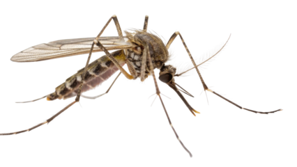 mosquito isolated on white background