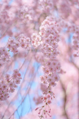 beautiful Spring day, sakura Cherry blossom against blue sky in park, Shidarezakura Weeping Cherry blooming in sunshine day. Japan Travel background, template and wallpaper for spring season