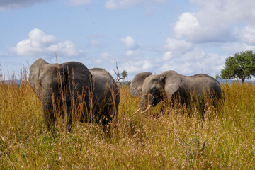 African Elephants in Search of Water on the Serengeti Savannah
