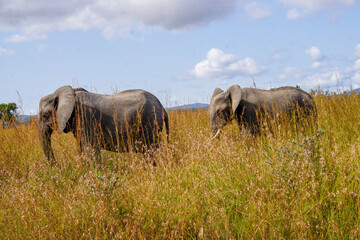 African Elephants in Search of Water on the Serengeti Savannah