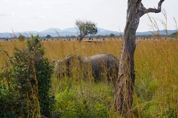 African Elephants in Search of Water on the Serengeti Savannah
