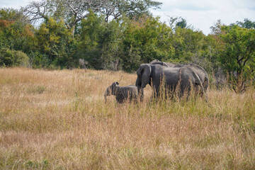 African Elephants in Search of Water on the Serengeti Savannah