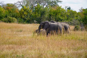 African Elephants in Search of Water on the Serengeti Savannah