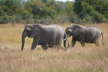 African Elephants in Search of Water on the Serengeti Savannah