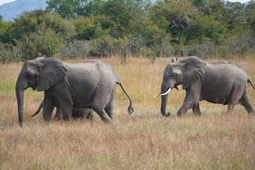 African Elephants in Search of Water on the Serengeti Savannah