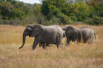 African Elephants in Search of Water on the Serengeti Savannah