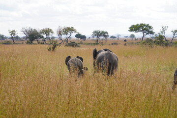 African Elephants in Search of Water on the Serengeti Savannah
