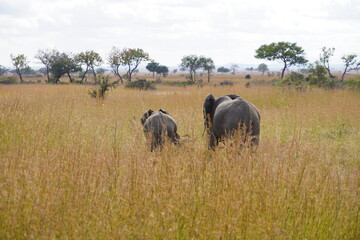 African Elephants in Search of Water on the Serengeti Savannah