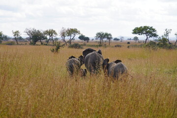 African Elephants in Search of Water on the Serengeti Savannah