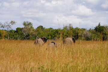 African Elephants in Search of Water on the Serengeti Savannah