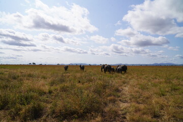 African Elephants in Search of Water on the Serengeti Savannah