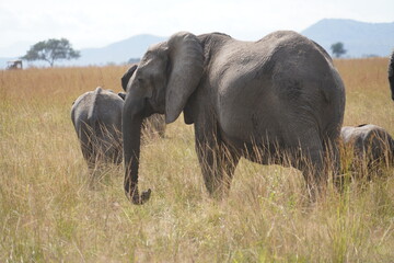 African Elephants in Search of Water on the Serengeti Savannah
