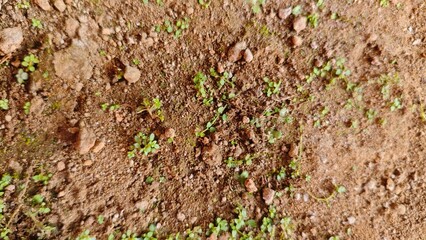 texture of a tree bark