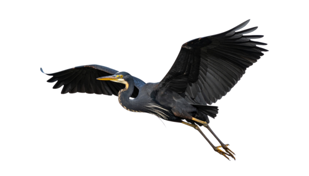 Great Blue Heron (Ardea herodias) Photo in Flight on a Transparent Background