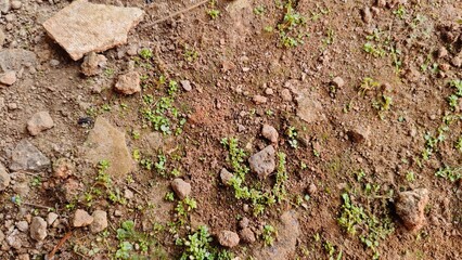 texture of a tree bark