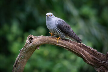 A close up of a cuckoo, Cuculus canorus, as it perches on an old branch. The green natural out of focus background has space for text