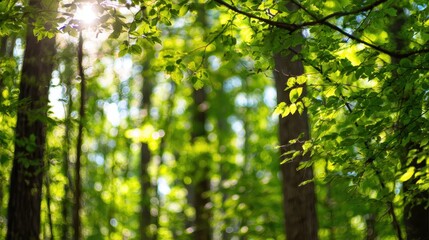 Fototapeta premium Maryland Trees. Vivid Sunlight Filtering Through Green Forest Bokeh