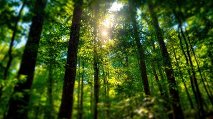 Fototapeta premium Maryland Trees. Vivid Sunlight Filtering Through Green Forest Wood