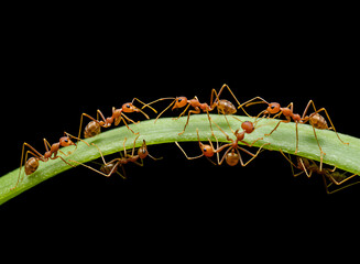 A group of red ants marching in a line on a green plant stem