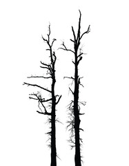 Silhouette of bare trees with branches isolated on white. Black and white vector illustration
