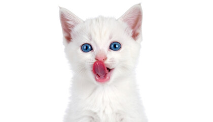 Adorable white and blue eyes Kitten Licking its Lips Against White Background