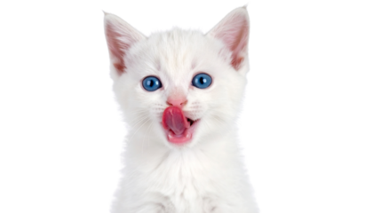 Adorable white and blue eyes Kitten Licking its Lips Against White Background