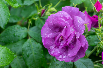 purple rose on a bush with raindrops and dew on a blurred background with bokeh. space for text. colorful flower photography. close-up. beautiful screensaver. romantic love