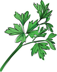 Fresh parsley herb sprig hand drawn illustration