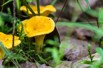 yellow chanterelle mushrooms on a blurred background with highlights and bokeh. colorful flower macro photo. space for text. beautiful screensaver. close-up.