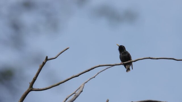 Common starling bird sitting on a tree branch and singing