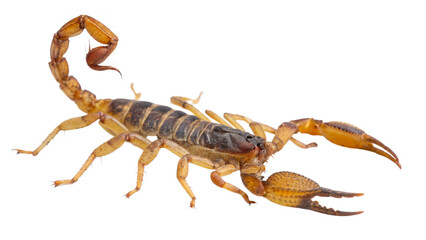 scorpion on white background