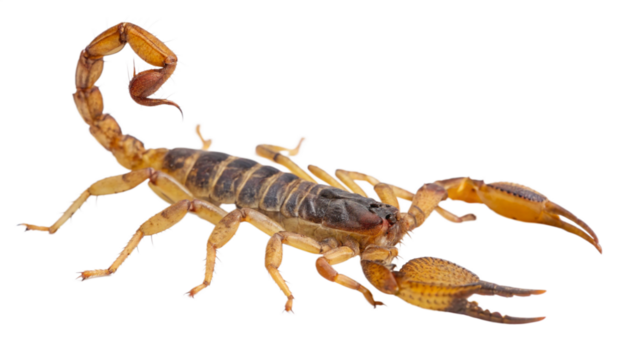 scorpion on white background