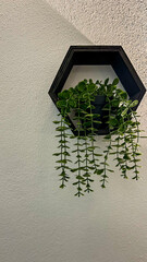 Decorative Hanging Plant In Black Hexagon Frame On White Wall, Modern Interior Decoration Concept,...