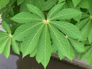 Lush green cassava leaves radiate from a central point, showcasing intricate vein patterns. The...