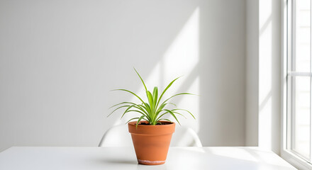 Fototapeta premium Minimalist indoor scene featuring a single potted green plant on a white table near a bright window with natural sunlight illuminating the space for a fresh and clean aesthetic