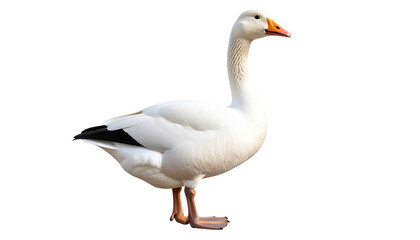 Obraz premium white Gazing goose in profile natural habitat animal wildlife isolated on transprent background