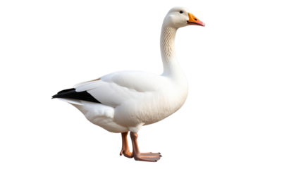 white Gazing goose in profile natural habitat animal wildlife isolated on transprent background