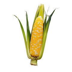 Studio Shot of Bicolor Corn with Husk
