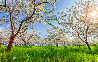 Bright blooming apple trees in ornamental garden on a sunny day.
