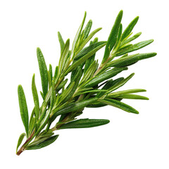 Fototapeta premium Fresh rosemary sprig top view. Herbal green twig ideal for food, wellness, or natural design elements. Culinary herb leaf mockup, isolated on transparent background.