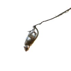 Macaca or monkey is hanging upside down posture from a tree branch looking like Tarzan, It's resisting the force of gravity, misbehave. Isolated on white background with clipping path and transparent