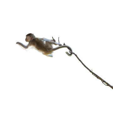 Macaca or monkey is hanging upside down posture from a tree branch looking like Tarzan, It's resisting the force of gravity, misbehave. Isolated on white background with clipping path and transparent
