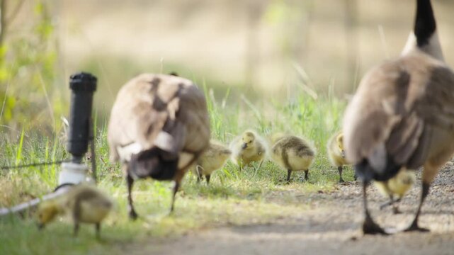 Family of geese and goslings walking on a gravel path and eating grass