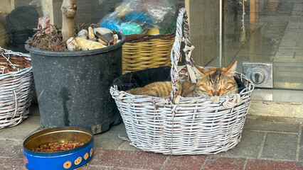 Sleeping Cat Resting In A Wicker Basket Outside A Shop Entrance, Daytime, Urban Street Scene, Cozy And Peaceful Atmosphere, Suitable For Pet Themes, Animal Welfare, City Life, Commercial Use