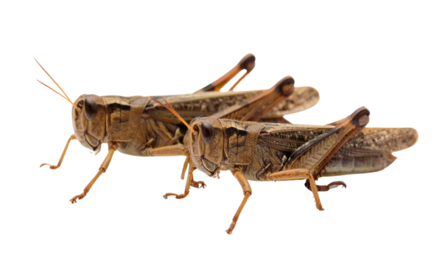 Isolated Two brown Grasshoppers on white background