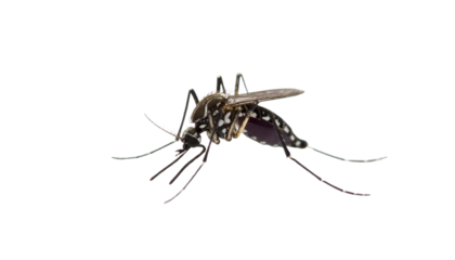 Isolated Mosquito