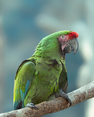 green winged macaw